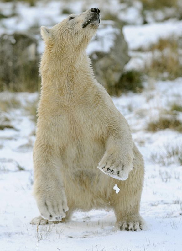 La primera nevada de un oso polar en Escocia