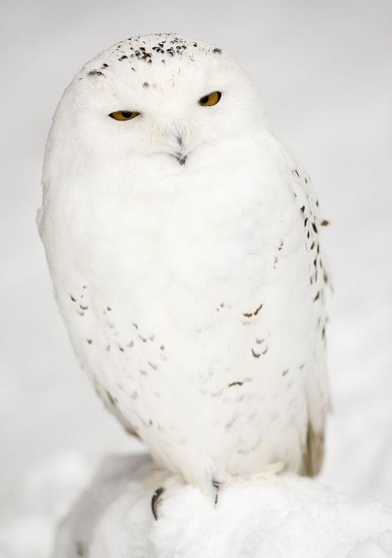Un búho blanco reposa en un montículo formado tras una gran nevada en el Parque de vida salvaje de Costwold, al oeste de Inglaterra