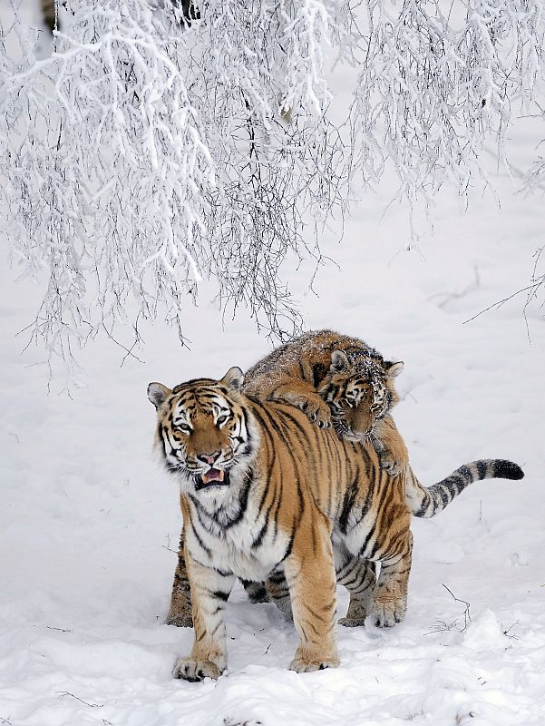 Estos dos tigres de Bengala (Sasha y Dominica) madre e hija juegan en la nieve en la reserva natural de vida salvaje de Highland en Escocia.