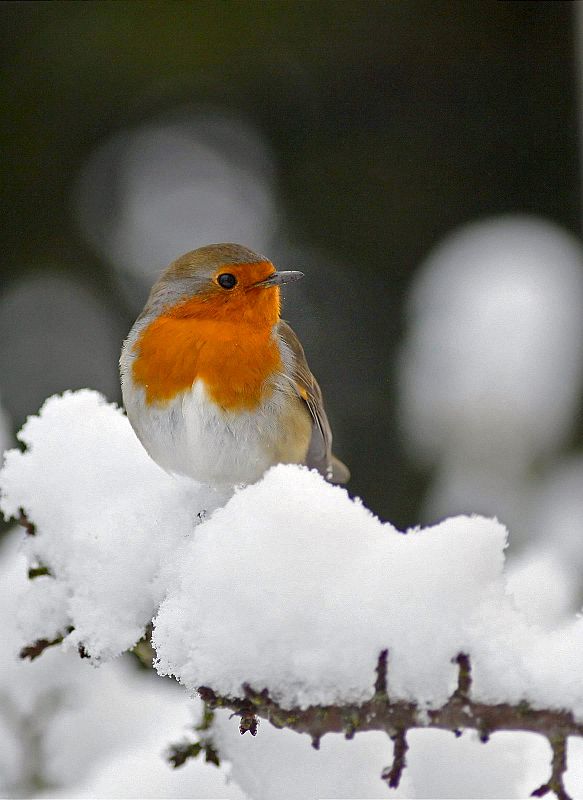 Un petirrojo posado sobre una rama de un árbol, cubierta de nieve.