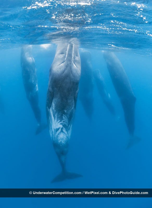 El baile de los cachalotes