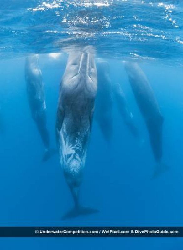 El baile de los cachalotes