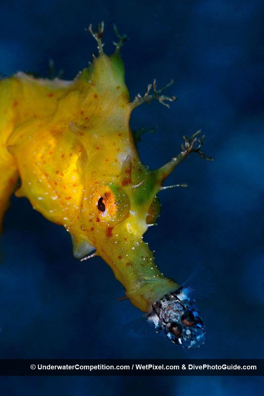Un caballito de mar engulle a su presa