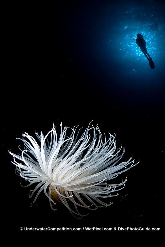 Una anémona iluminada en el fondo del mar