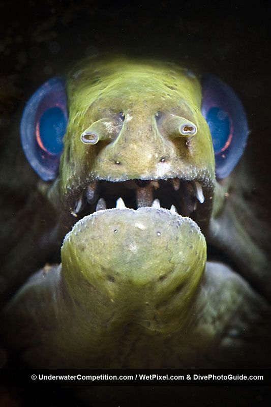 Un pez completamente distinto a lo habitual: dientes, nariz puntiaguda y ojos azules