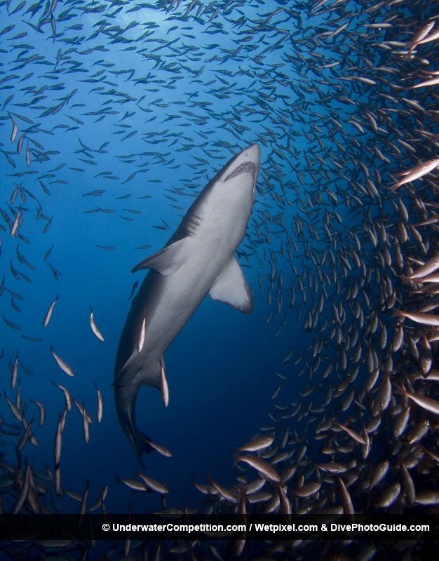 Un gran tiburón atraviesa un banco de peces