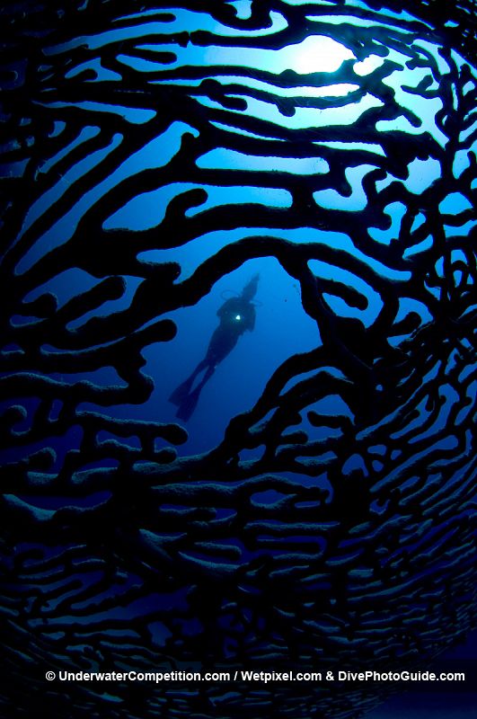 Un buceador atraviesa una formación de corales