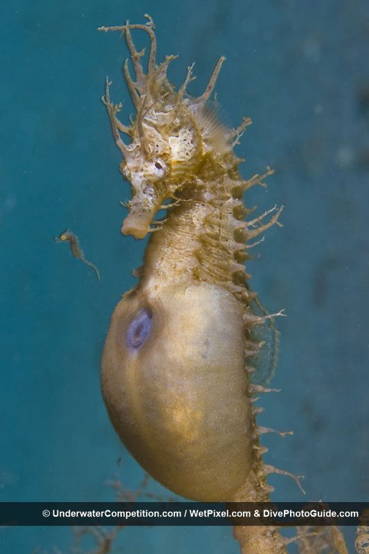 Un caballito de mar durante el parto de sus crías
