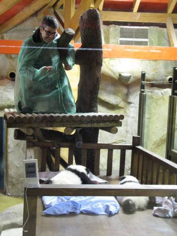 Ya que no podía tocar a los pandas, 'Flo' intentaba acercarse lo máximo posible a los pequeños