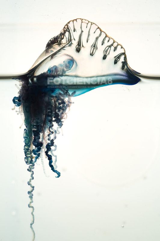 Derivador - Premio Accesit 'Categoría General'