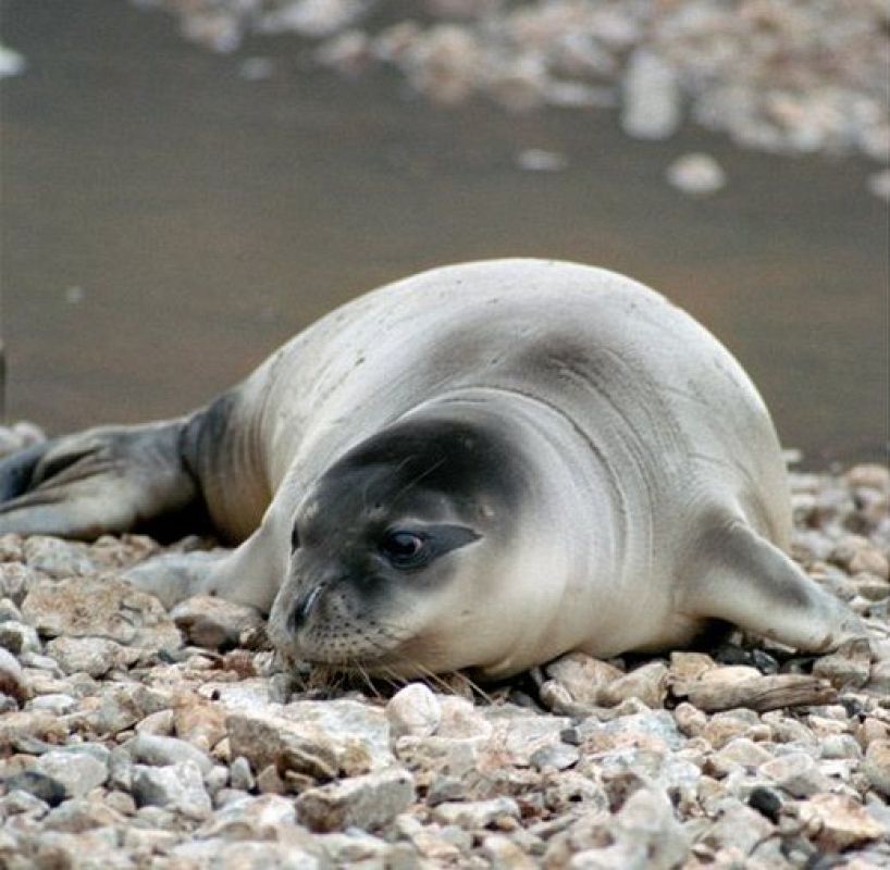 Uno de los ejemplares de foca monje adulto se toma un respiro en la orilla