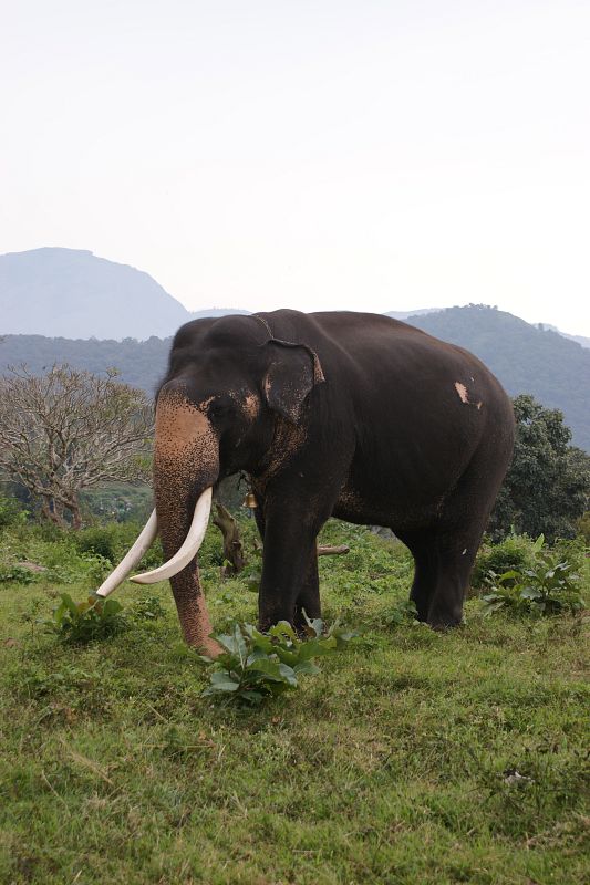 Elefante de la reseva natural de Mudumalai.