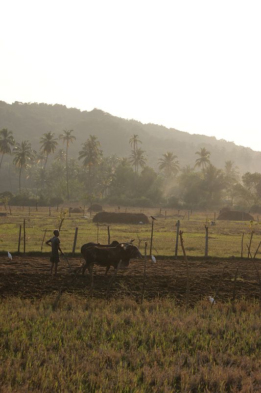Cultivo de arroz en Goa.