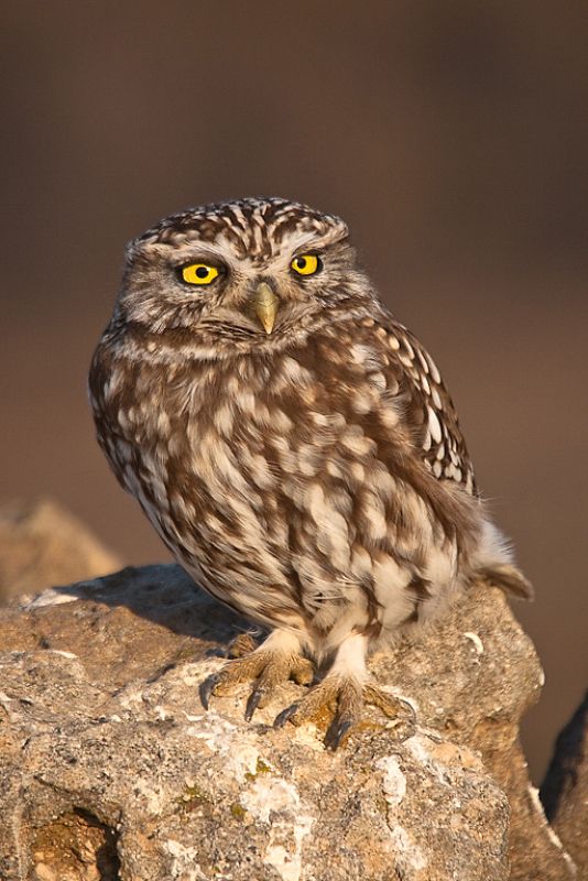 El mochuelo, la primera rapaz nocturna nombrada Ave del Año por SEO/Birdlife