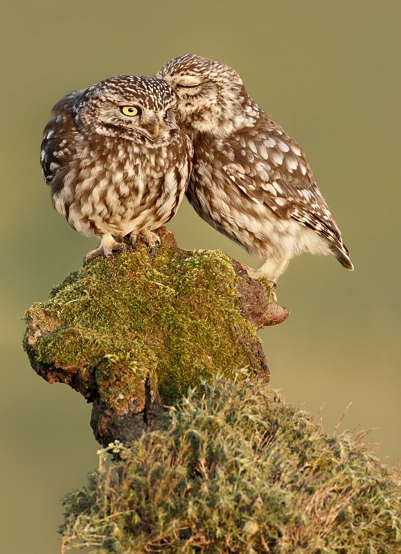 Una pareja de mochuelos en un matorral