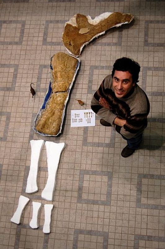 Octavio Mateus posa junto a los fósiles del saurópodo, que pudo medir 13 metros de longitud