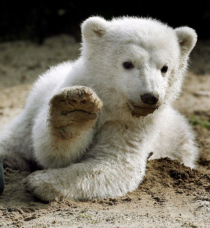 El oso polar Knut saltó a la fama hace cuatro años al ser criado con biberón en el parque zoológico de Berlín