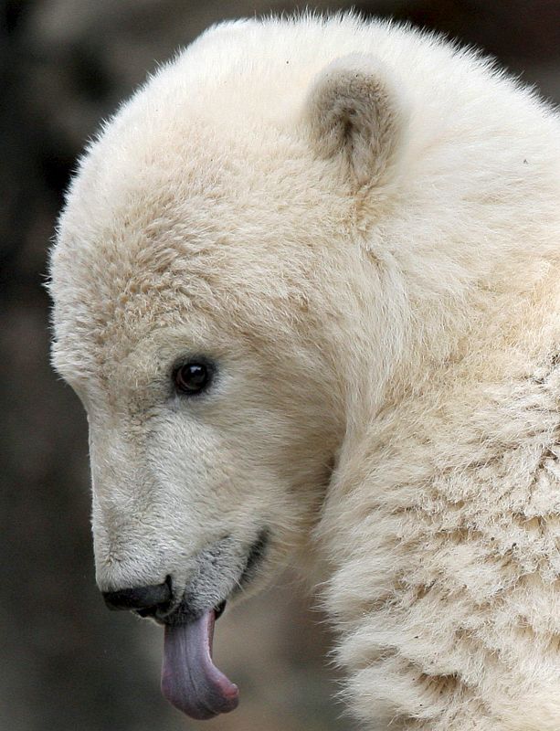 Imagen de archivo 1 de julio de 2007 que muestra al oso polar Knut en el parque zoológico de Berlín, Alemania