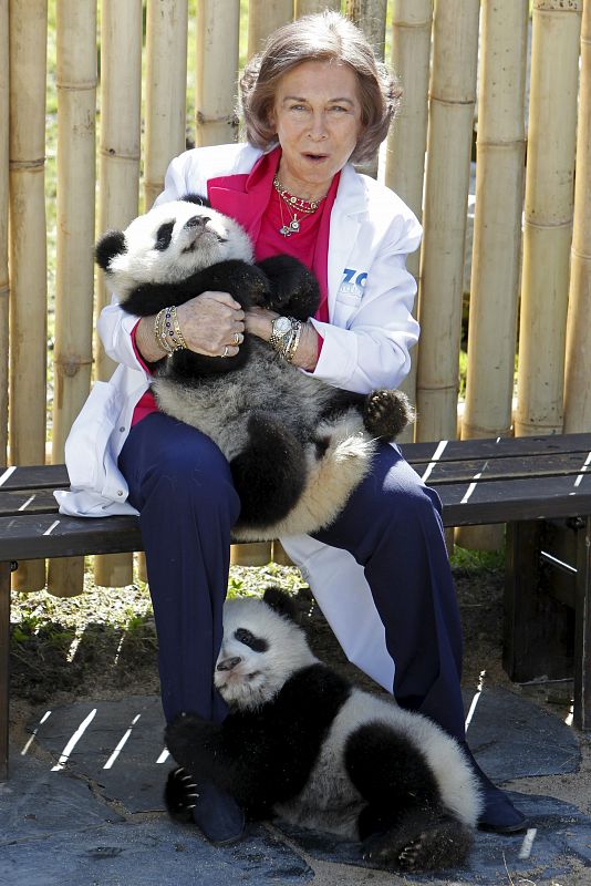 REINA SOFIA CON LOS OSOS PANDA DEL ZOO AQUARIUM DE MADRID