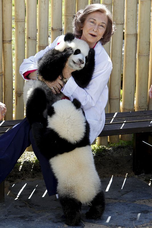 Los pandas han estado muy activos durante su primera visita al exterior de las instalaciones en las que viven en el zoo de Madrid y la Reina les ha estado acompañando durante casi una hora.