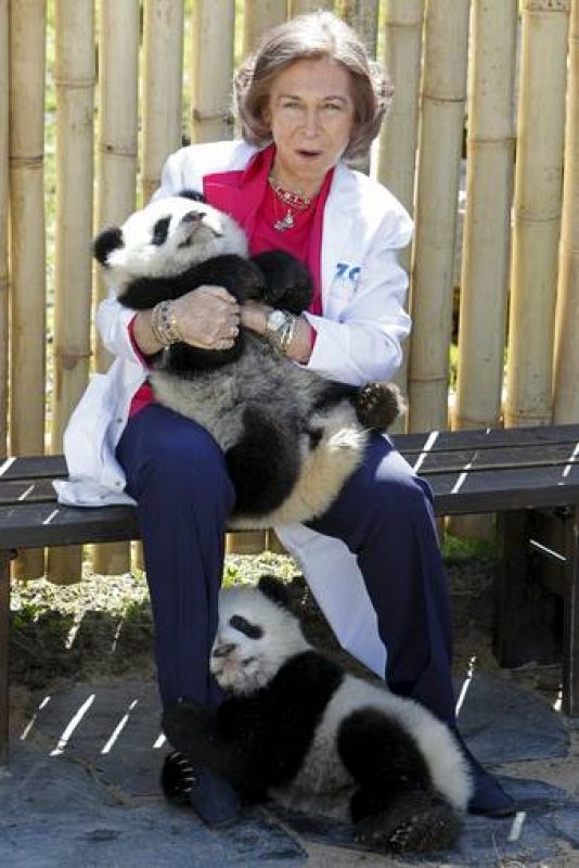 REINA SOFIA CON LOS OSOS PANDA DEL ZOO AQUARIUM DE MADRID