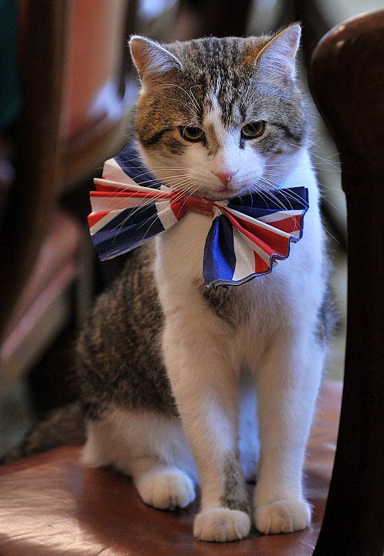 El gato del Número 10 de Downing Street, Larry, también se ha vestido para la gran boda