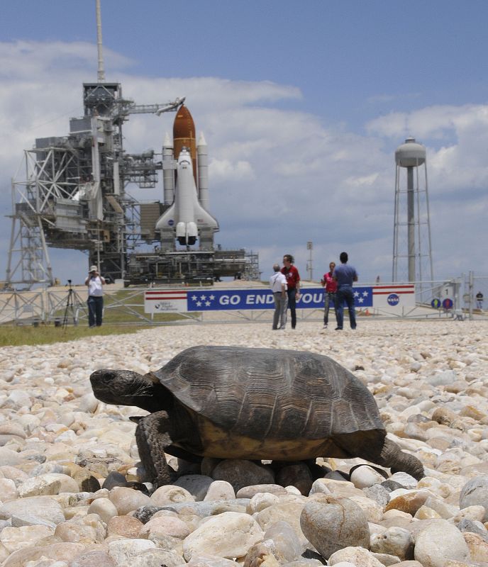 Una tortuga pasea por delante de la zona de lantamiento del transbordador en el Centro Espacial Kennedy.