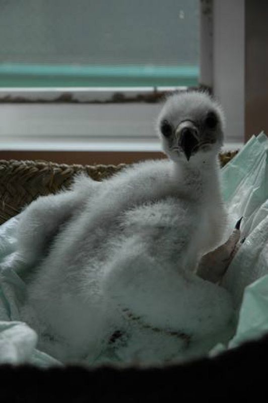 A los 20 días el crecimiento en el pollo ya era evidente.