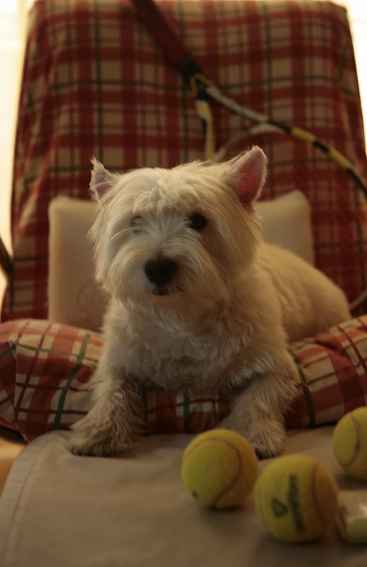 Mi perrito Click descansando para el próximo partido