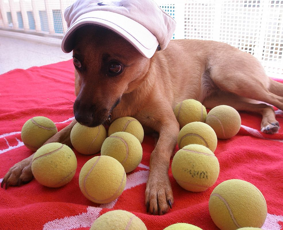 Tula, la perrita recogepelotas