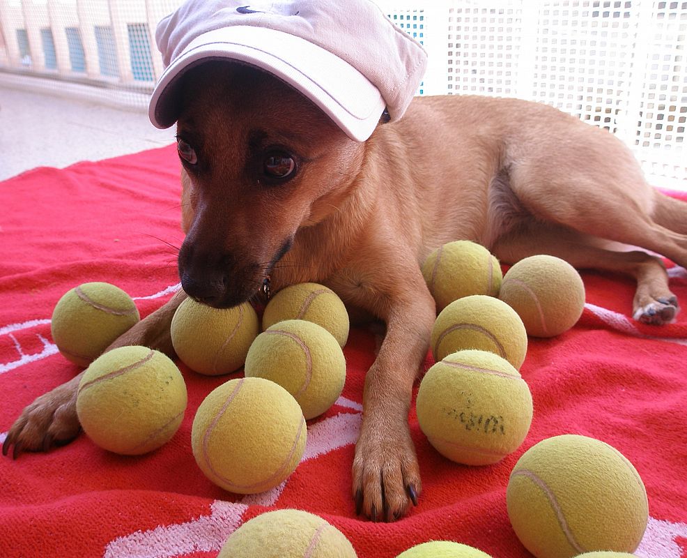 Tula, la perrita recogepelotas