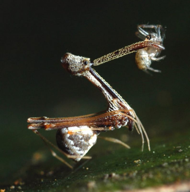 Esta especie de la familia Archaeidae fue descubierta junto con otras nueve especies desconocidas de arañas en Madagascar. Las especies se caracterizan por su cuello extraordinariamente largos y sus mandíbulas con las que comen otras arañas