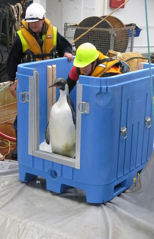 Los técnicos tuvieron que 'ayudar' a Happy Feet para que saliera de su jaula, que le sirvió como hogar durante casi una semana