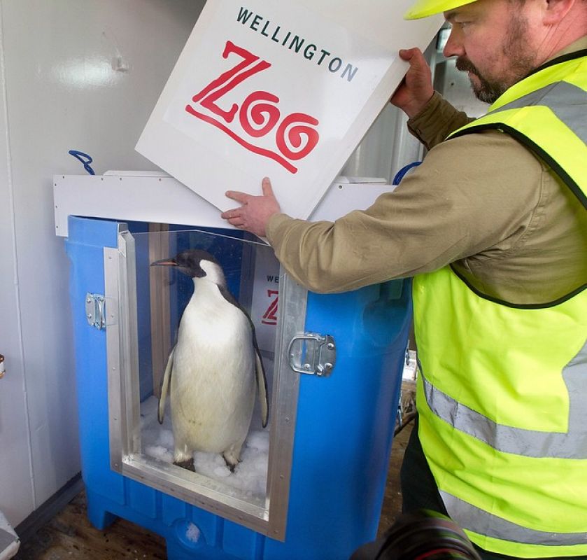 Uno de los técnicos del zoo de Wellington tapa la jaula en la que transportaron a 'Happy Feet'