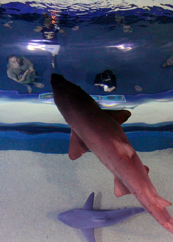 Varias personas contemplan unos tiburones en el Oceanográfic que celebra la semana del Tiburón