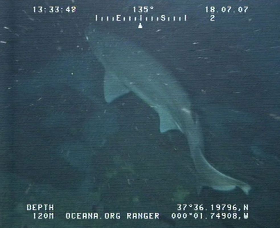 Tiburón boquidulce ('Heptranchias perlo') grabado en una de las expediciones a bordo del catamarán Oceana Ranger en el Mediterráneo en julio de 2007