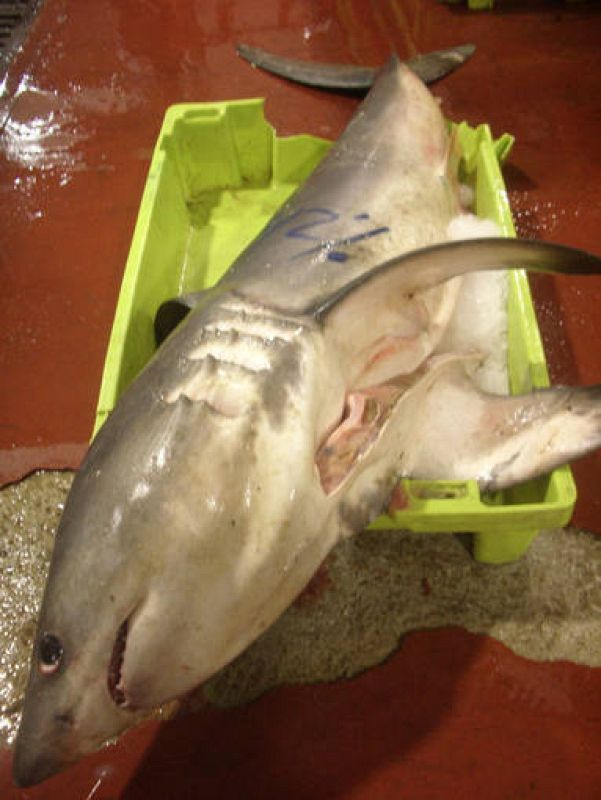 Marrajo dentiuso ('Isurus Oxyrinchus') en la lonja vasca de Pasajes