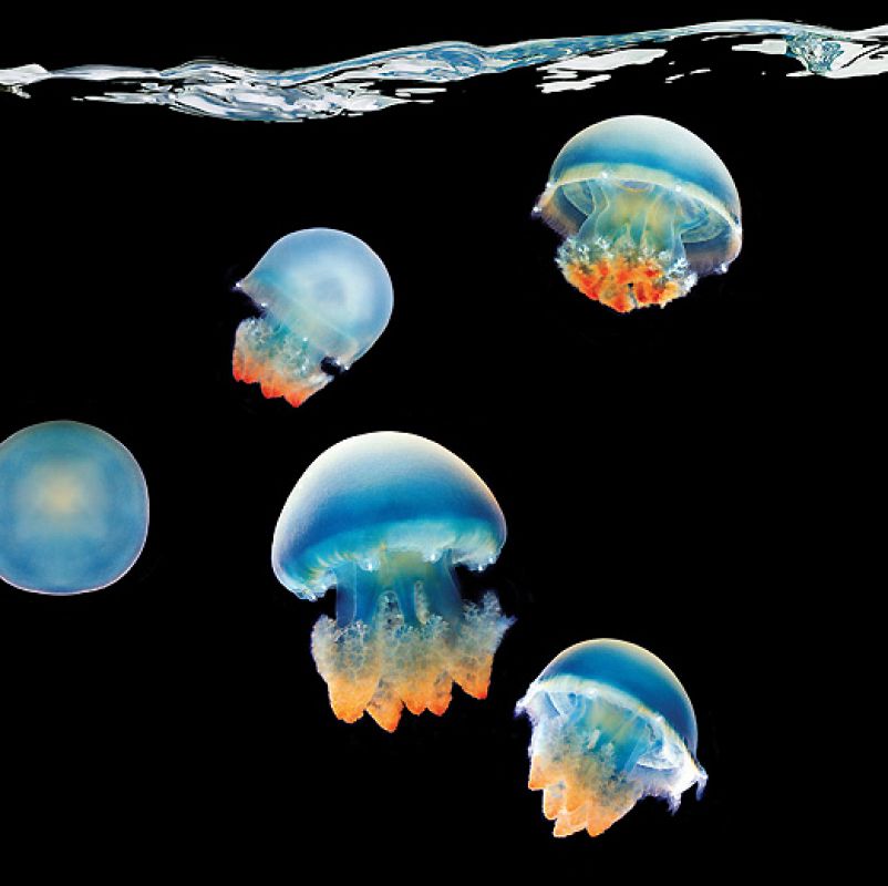 Este banco de medusas varían de color, desde el blanco hasta el violeta