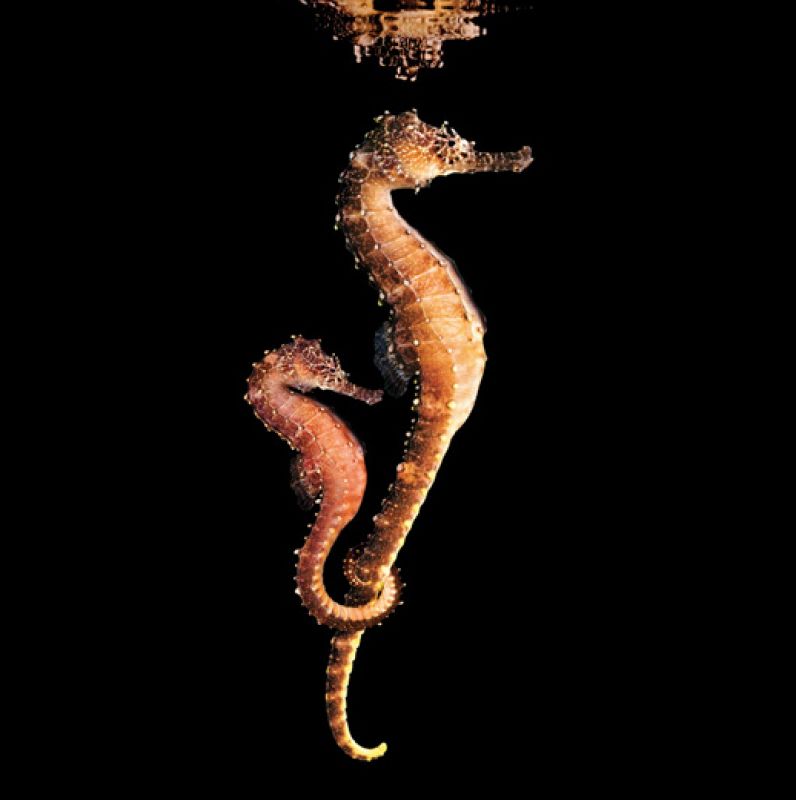 Todas las imágenes, como la de estos caballitos de mar, han sido recogidas en el libro 'Sea' (Mar)