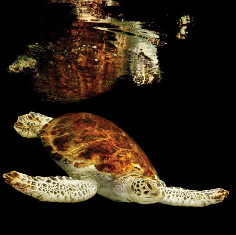 Los reflejos, las formas y los colores son algunos de los aspectos más destacados de cada una de las fotografías realizadas por Mark Laita en este inusual cara a cara con animales marinos