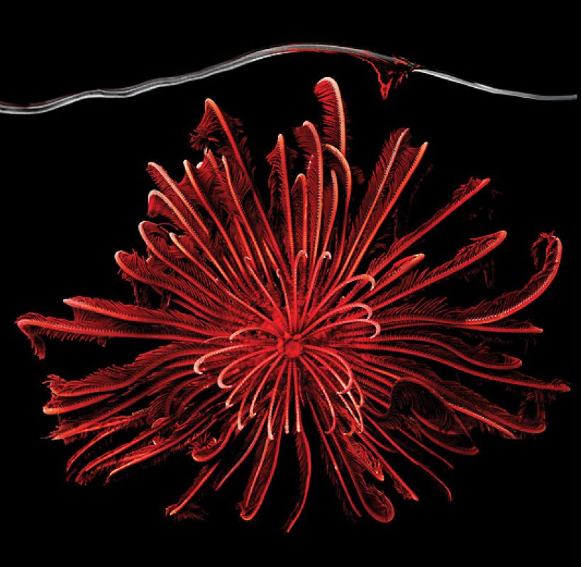 Laita logra captar la esencia, la forma y los colores de los animales 'enfrenándose' cara a cara con ellos