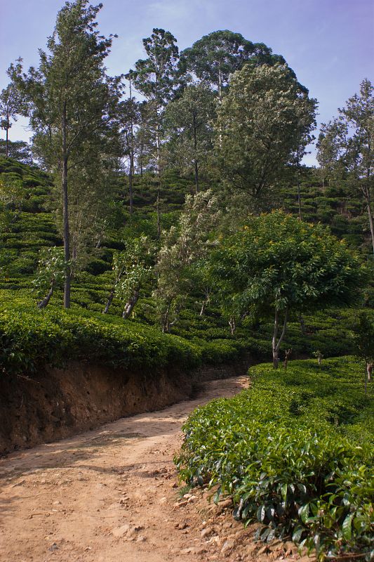 Plantaciones de té en Hill Country