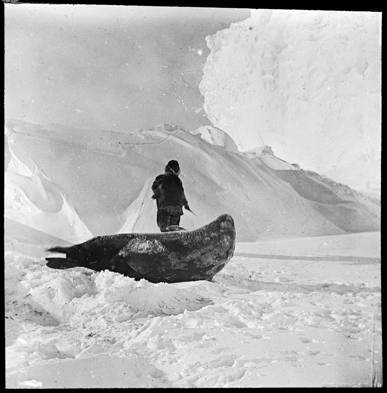 Uno de los miembros de la expedición contempla un enorme león marino que descansa plácidamente sobre la nieve