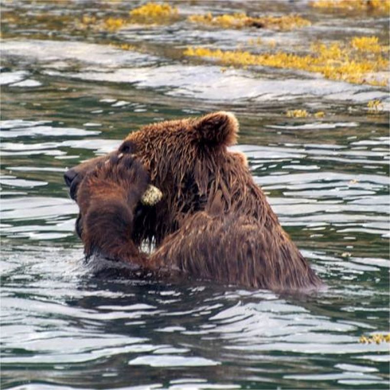 Esta es la primera ocasión en la que se documenta el uso de herramientas en un oso. Con una piedra cubierta de percebes, se exfolia la cara.