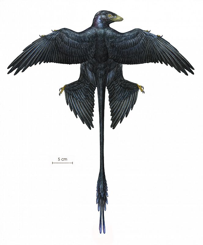 Los investigadores han descubierto que su cola era puramente ornamental, y no les ayudaba a volar como sugerían antiguas investigaciones