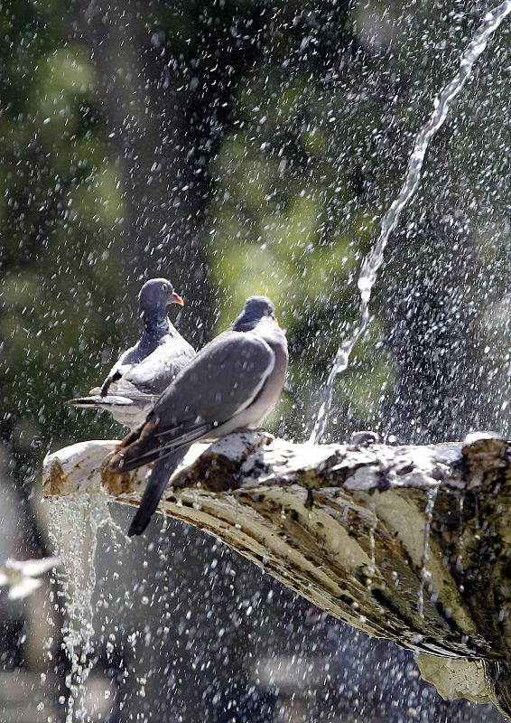 Dos palomas se refrescan en una fuente