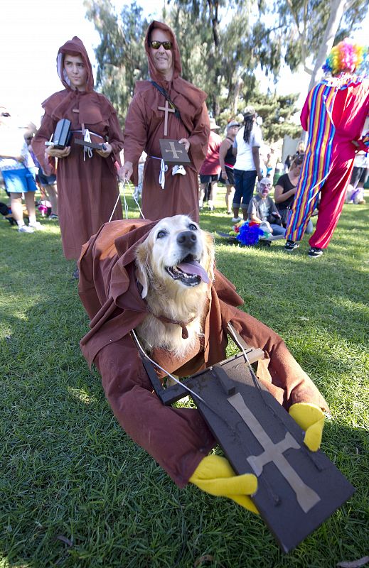 "Cupcake", un golden retriever fan de la película 'Monty Phyton y El Santo Grial'