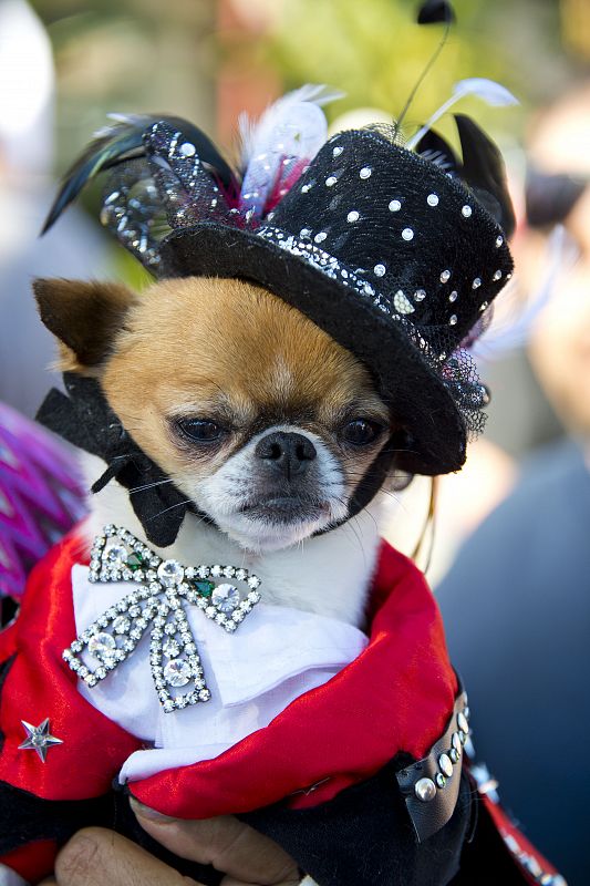 Disfraces para perros Halloween 2012