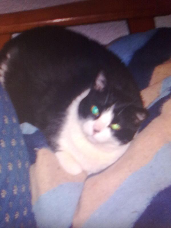 Concurso \\\"Alegría\\\" del Circo del Sol