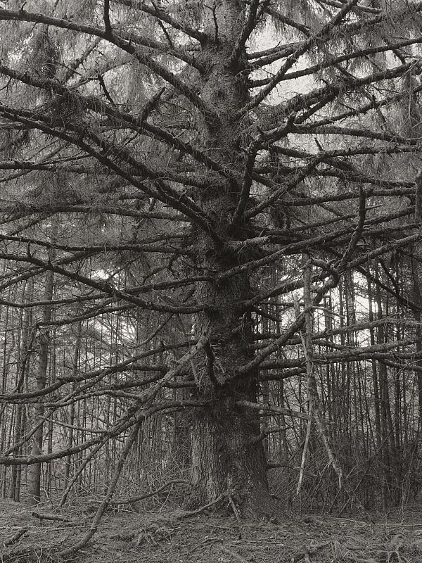 Sitka Spruce, Cape Blanco State Park, Curry County (Oregon), 1999-2000/Universidad de Yale